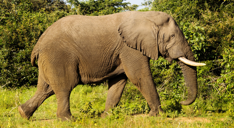 Ruanda Akagera Nationalpark Elefant Visit Rwanda Terborg